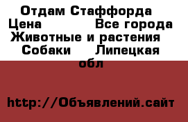 Отдам Стаффорда › Цена ­ 2 000 - Все города Животные и растения » Собаки   . Липецкая обл.